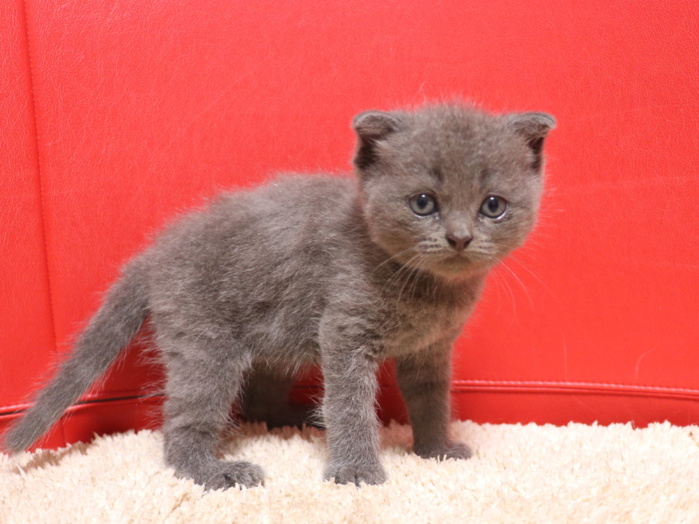 スコティッシュフォールドの子猫画像