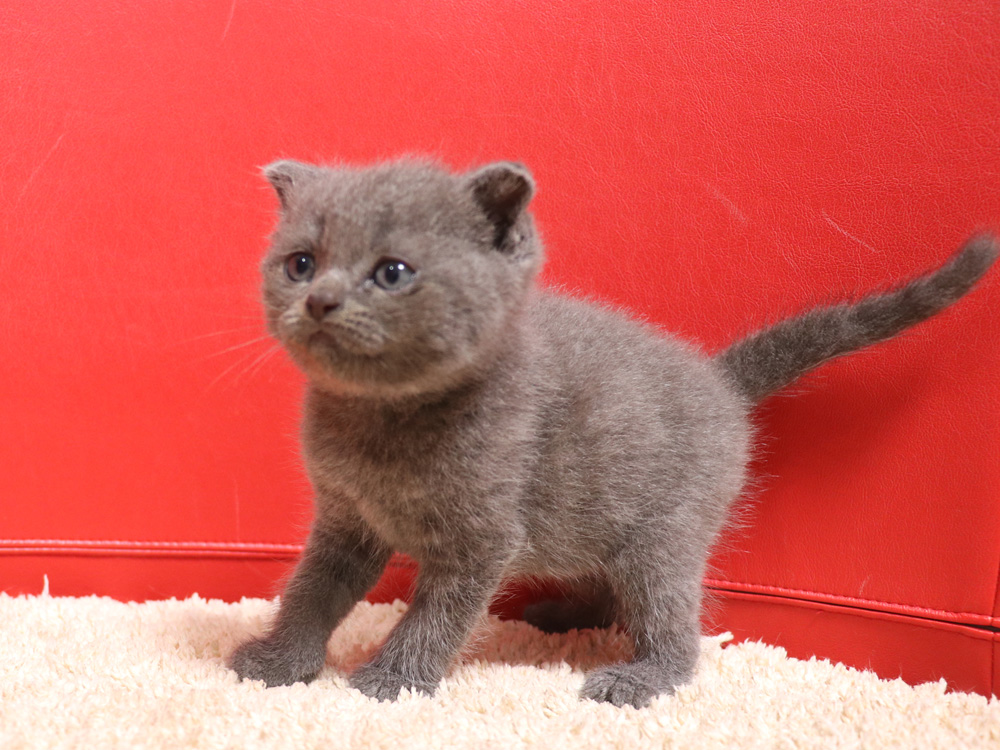 スコティッシュフォールドの子猫画像