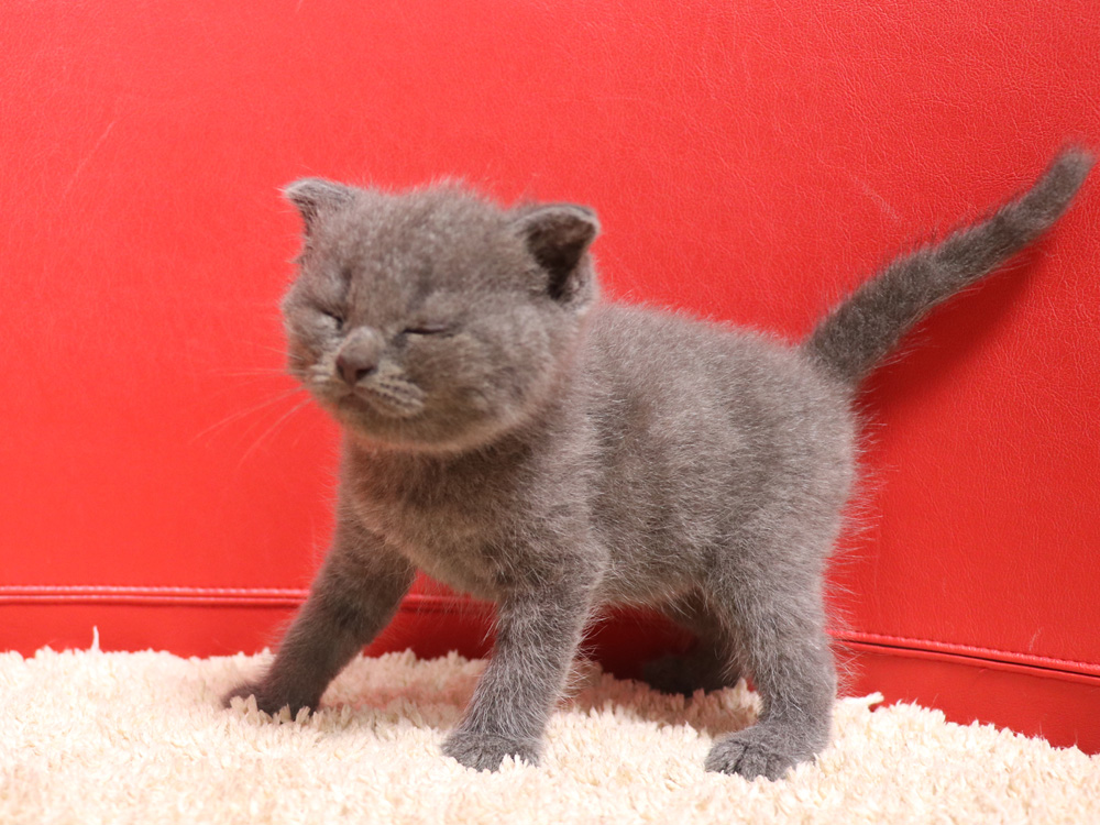 スコティッシュフォールドの子猫画像