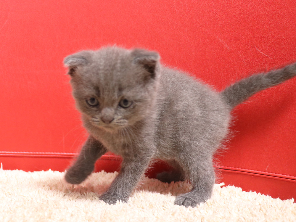 スコティッシュフォールドの子猫画像