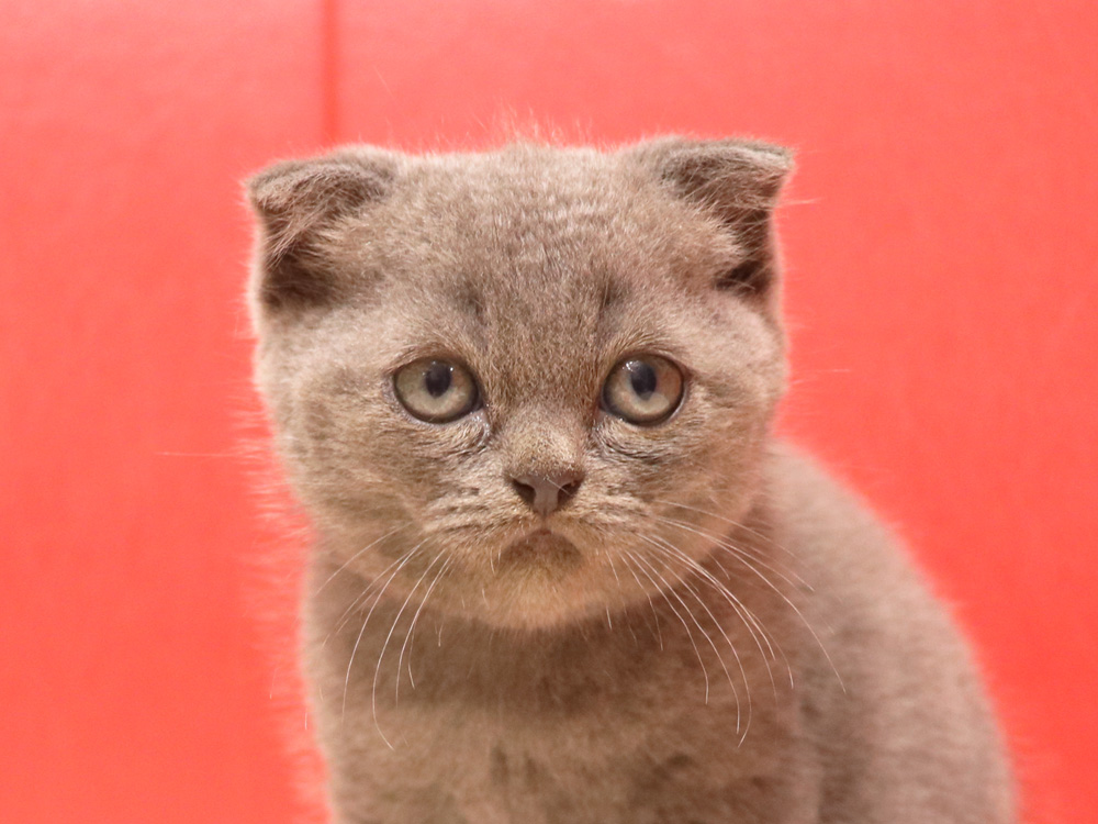 スコティッシュフォールドの子猫画像