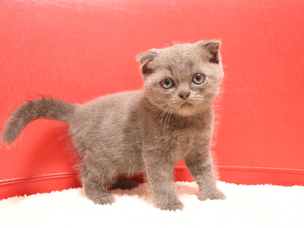 スコティッシュフォールドの子猫画像