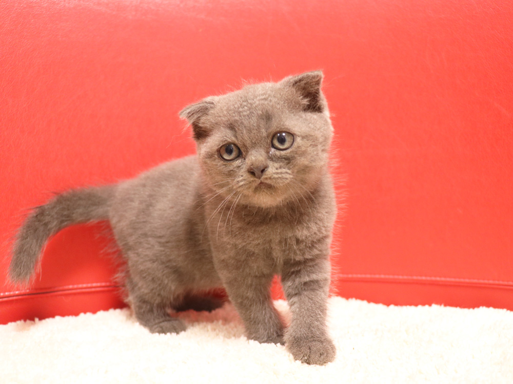 スコティッシュフォールドの子猫画像