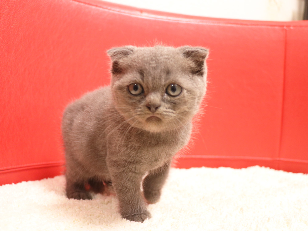 スコティッシュフォールドの子猫画像