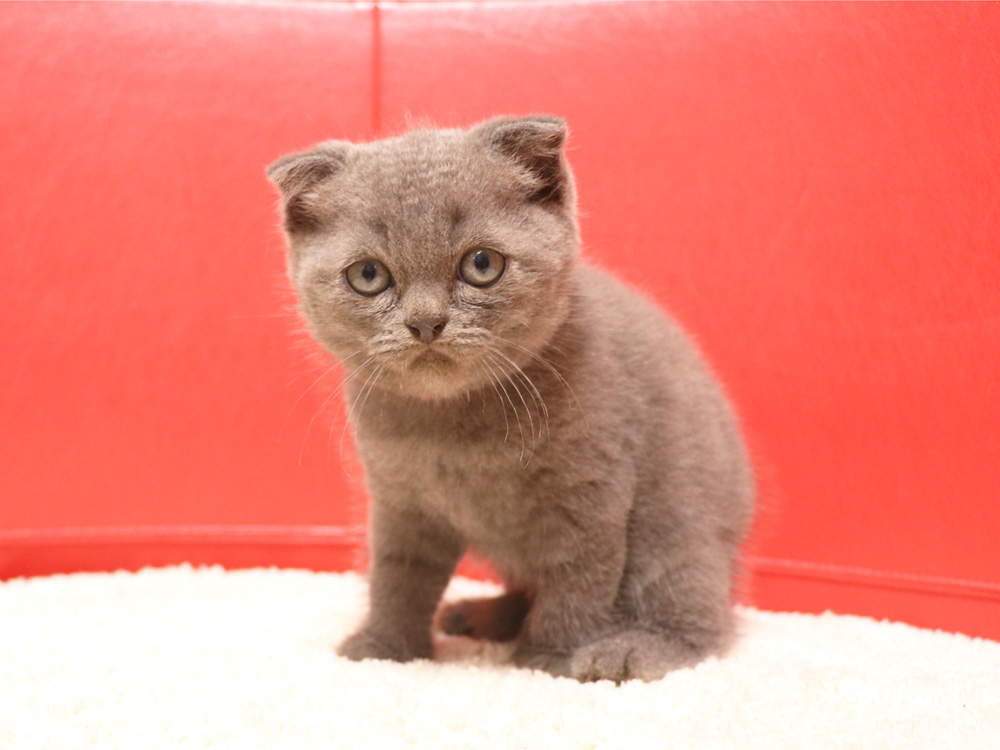 スコティッシュフォールドの子猫画像
