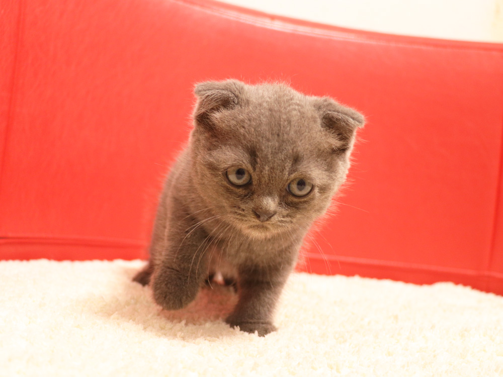 スコティッシュフォールドの子猫画像