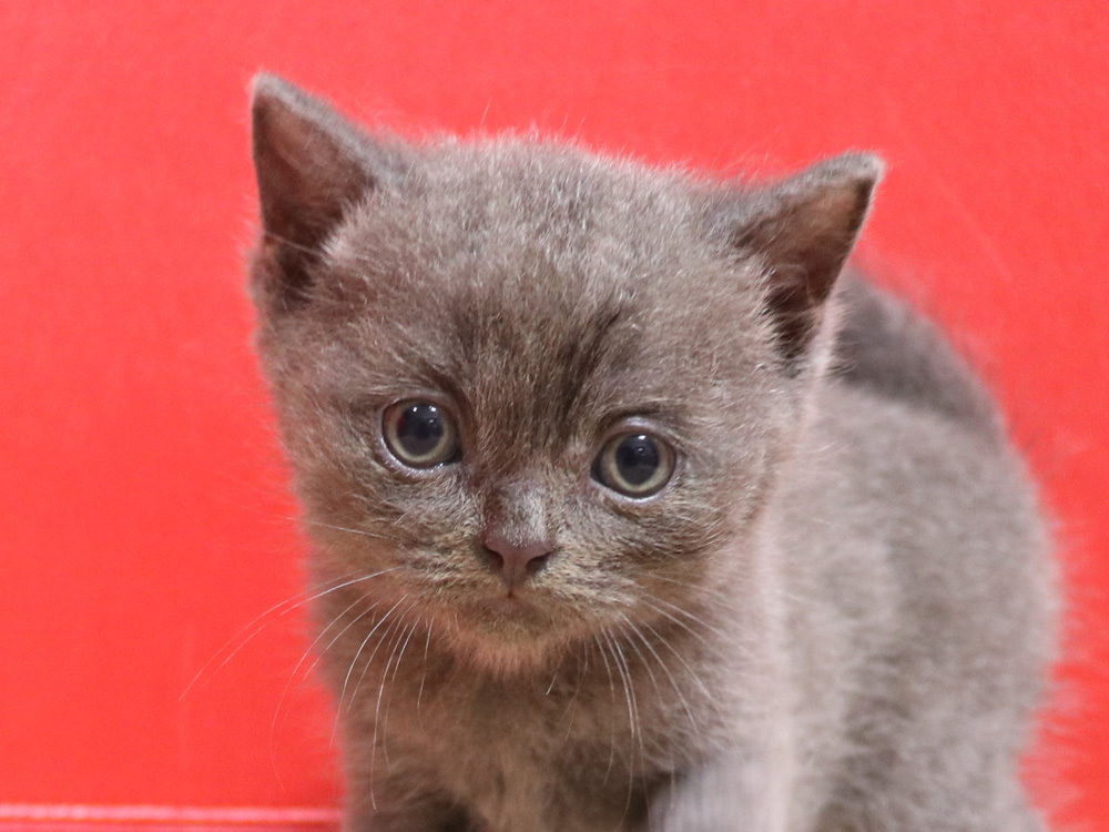 スコティッシュフォールドの子猫画像