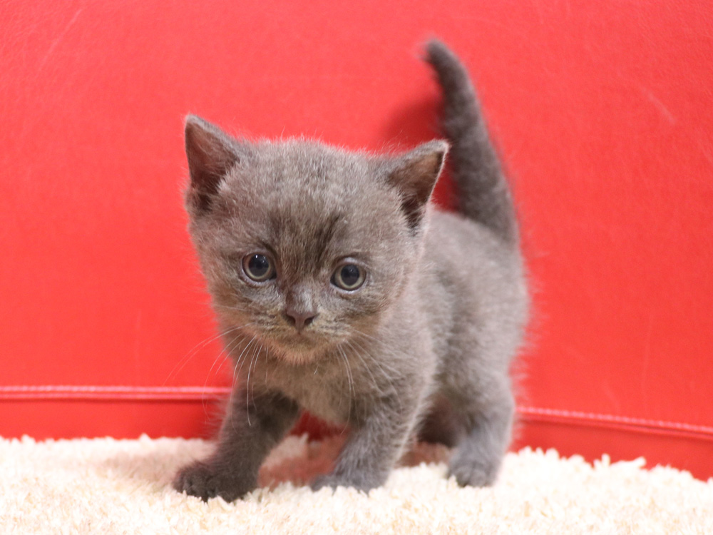 スコティッシュフォールドの子猫画像