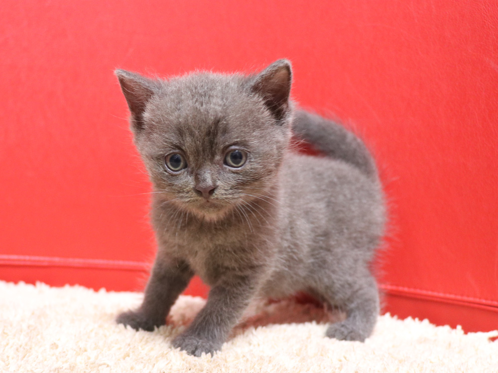 スコティッシュフォールドの子猫画像