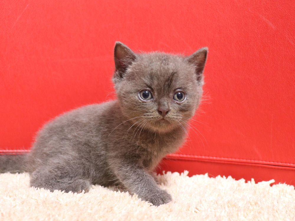 スコティッシュフォールドの子猫画像