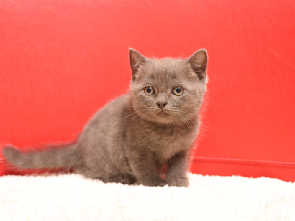 スコティッシュフォールドの子猫画像