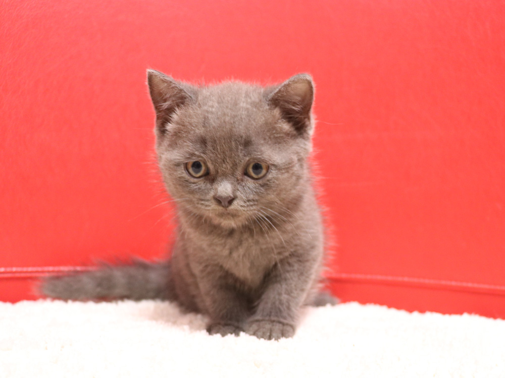スコティッシュフォールドの子猫画像