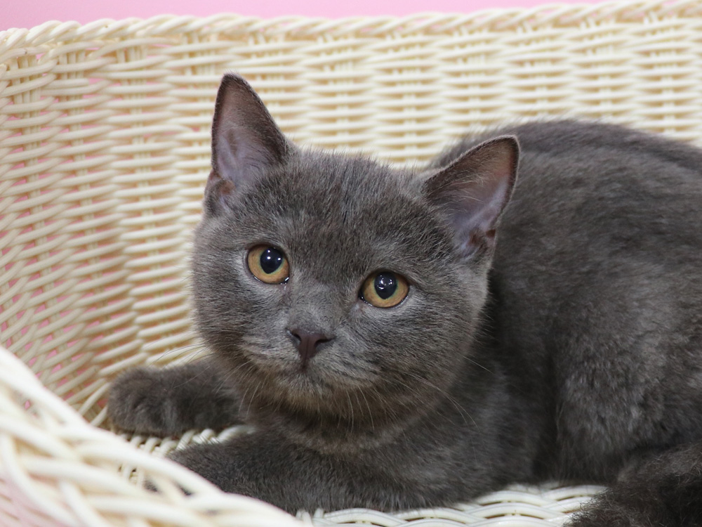 スコティッシュフォールドの子猫画像