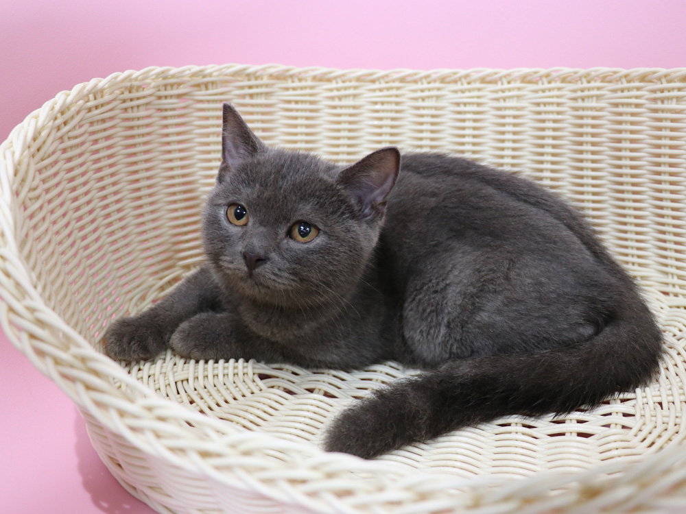 スコティッシュフォールドの子猫画像