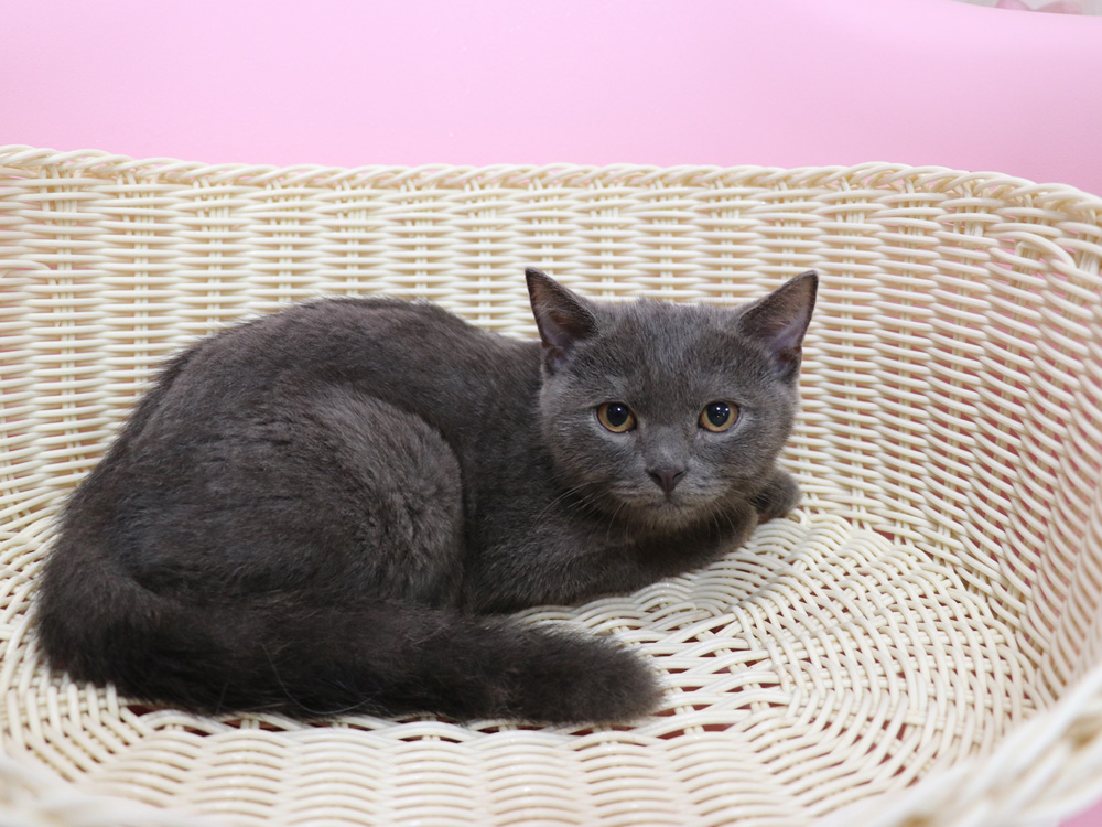 スコティッシュフォールドの子猫画像