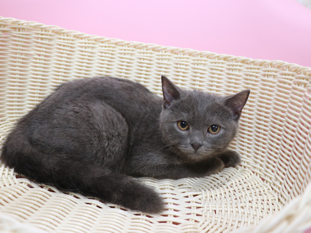 スコティッシュフォールドの子猫画像