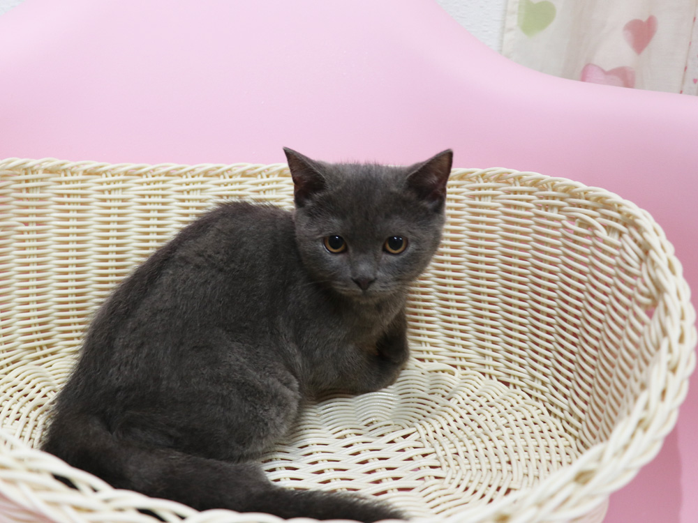 スコティッシュフォールドの子猫画像