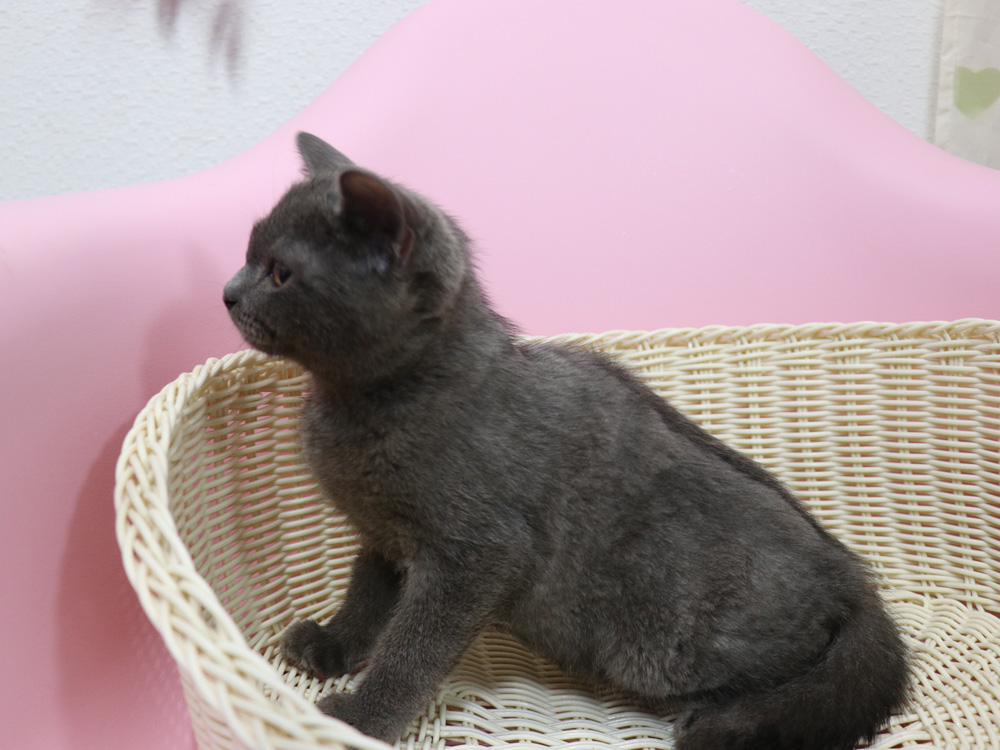スコティッシュフォールドの子猫画像