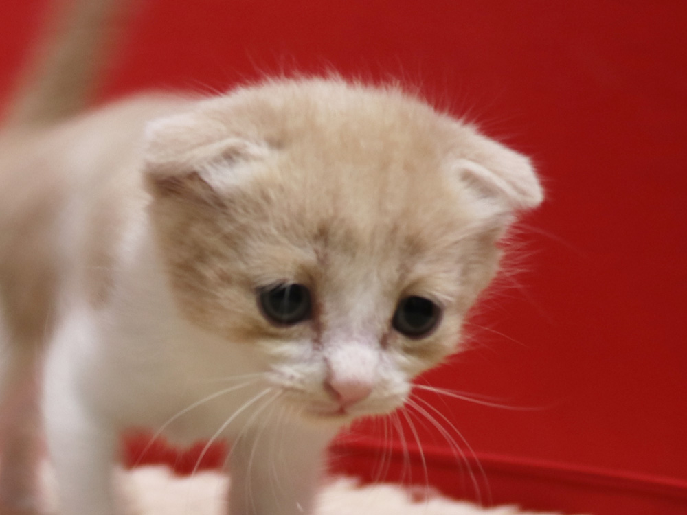 スコティッシュフォールドの子猫画像