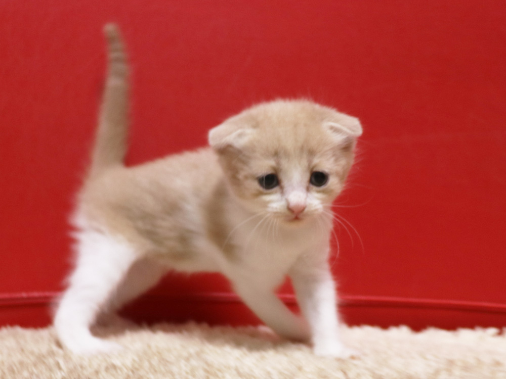 スコティッシュフォールドの子猫画像