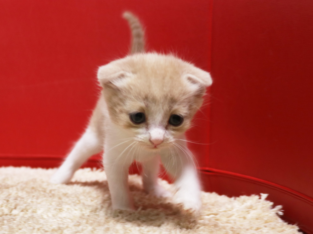スコティッシュフォールドの子猫画像
