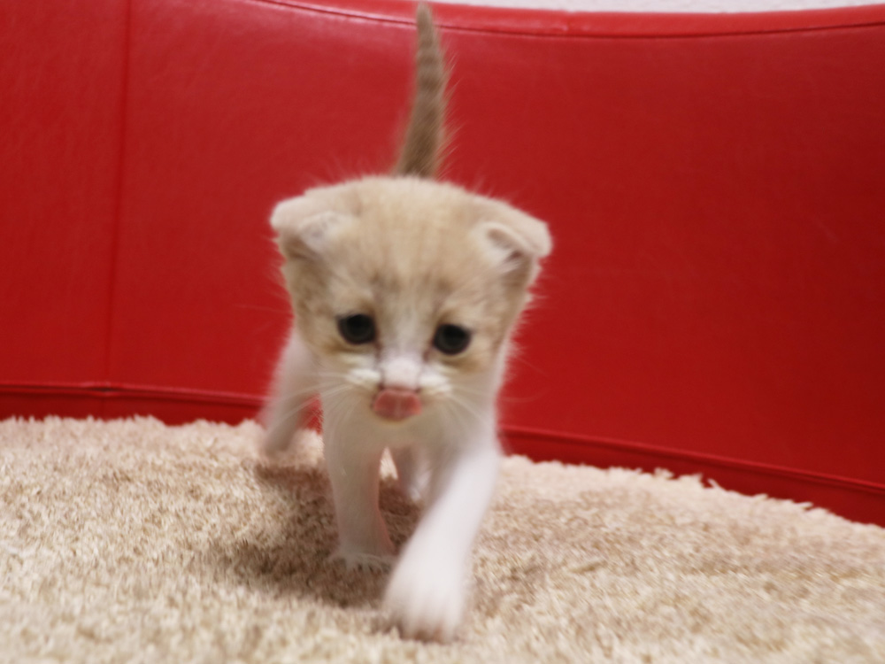 スコティッシュフォールドの子猫画像