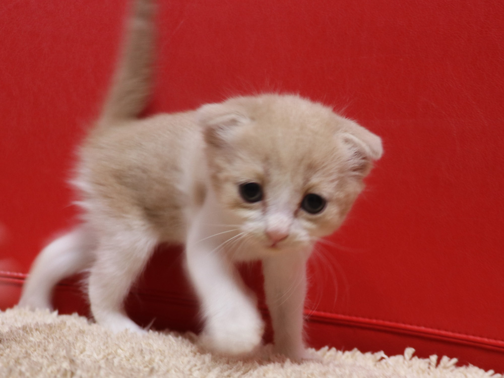 スコティッシュフォールドの子猫画像