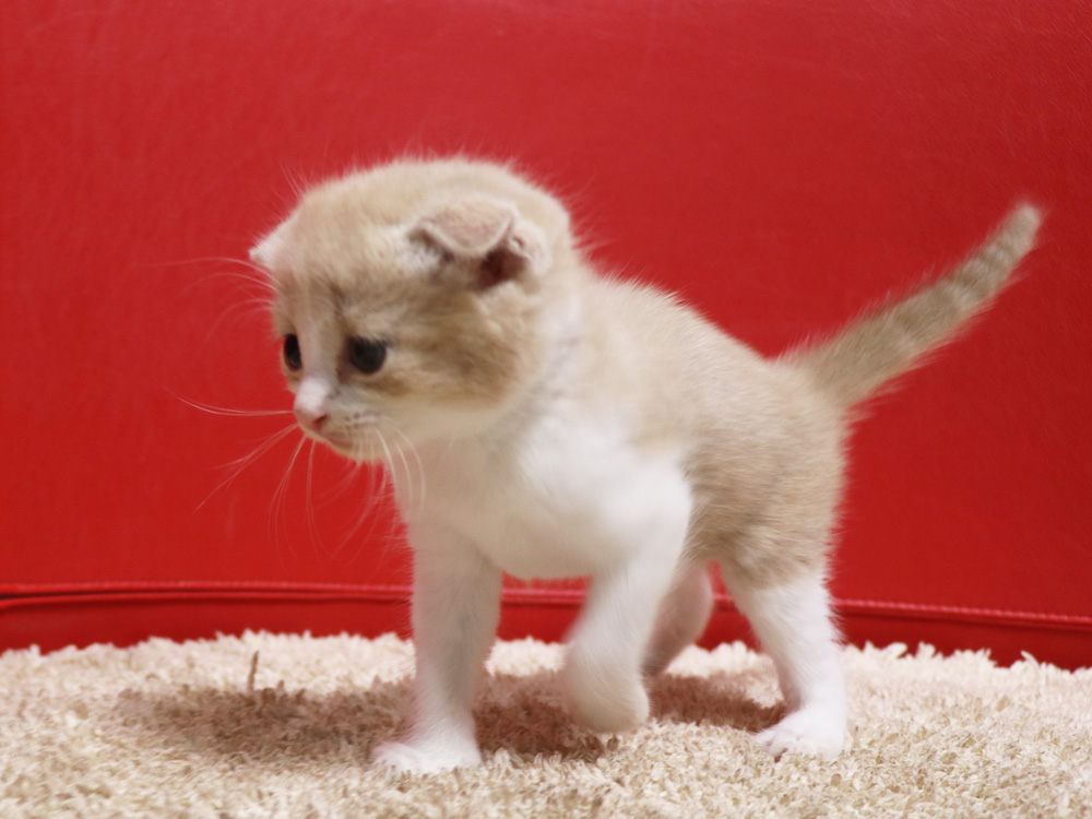 スコティッシュフォールドの子猫画像