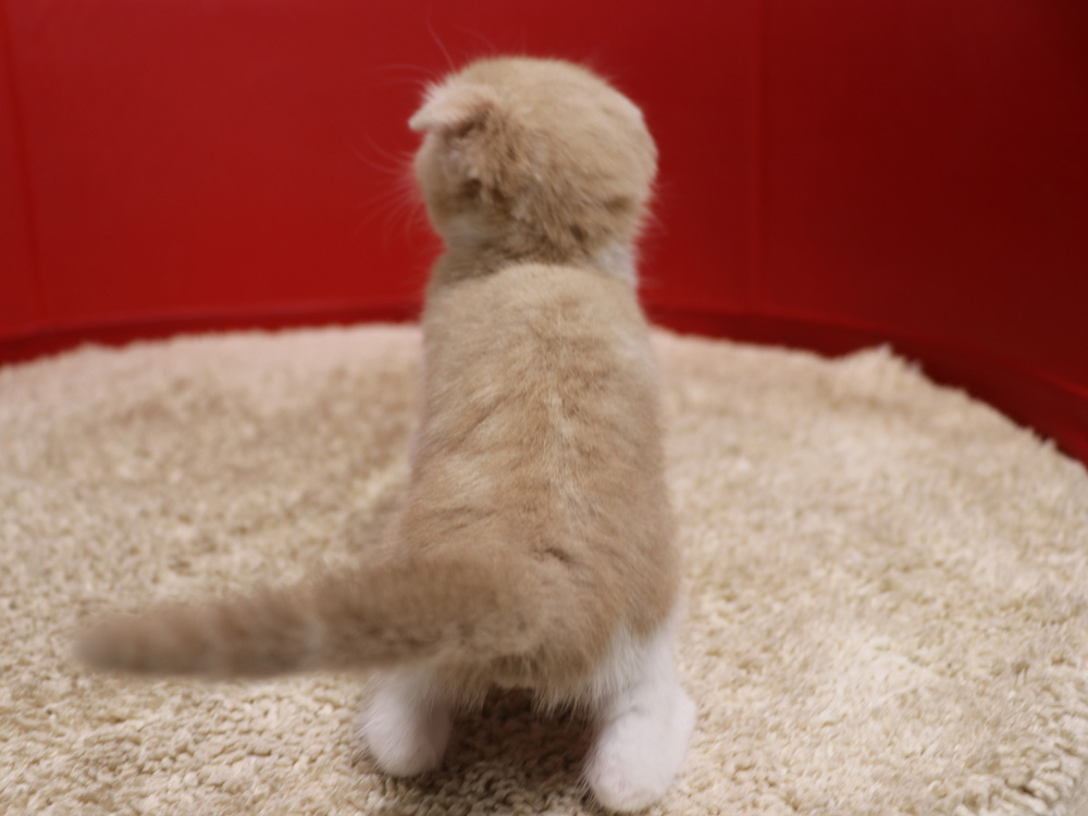 スコティッシュフォールドの子猫画像
