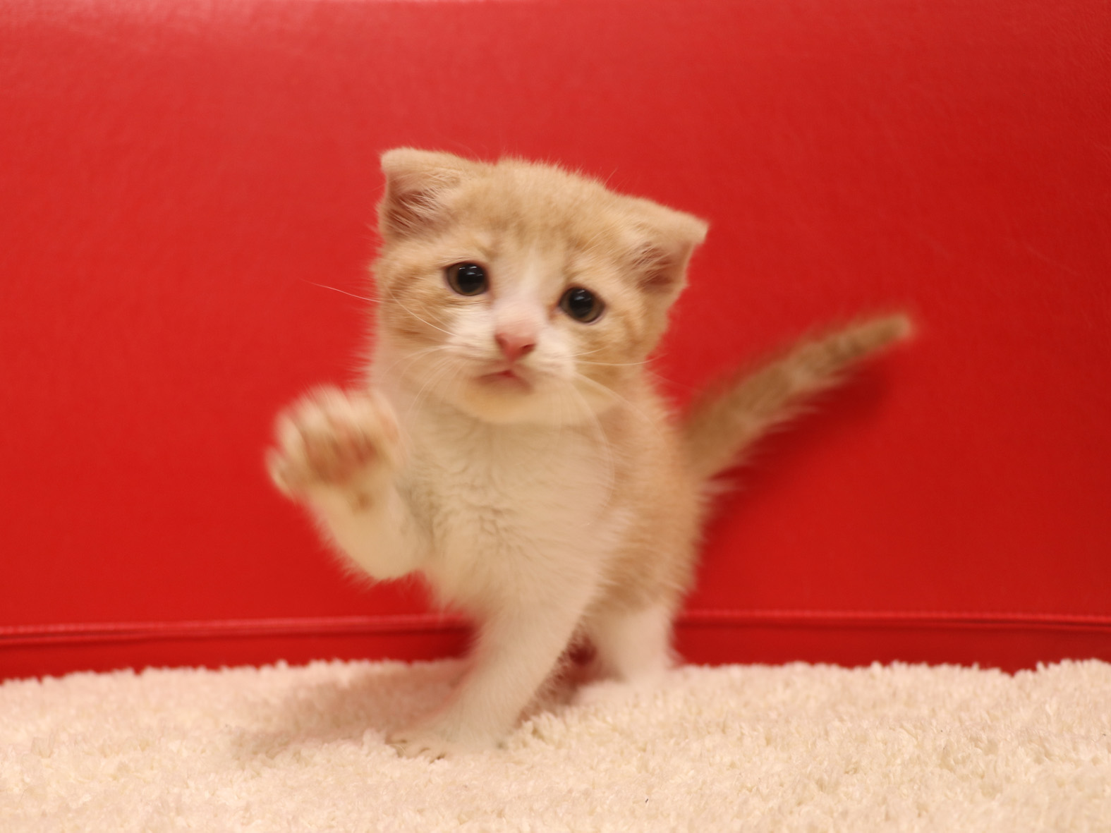 スコティッシュフォールドの子猫画像