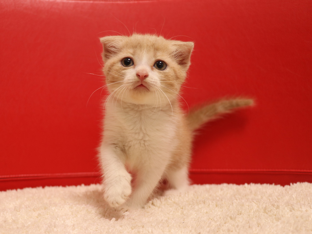 スコティッシュフォールドの子猫画像