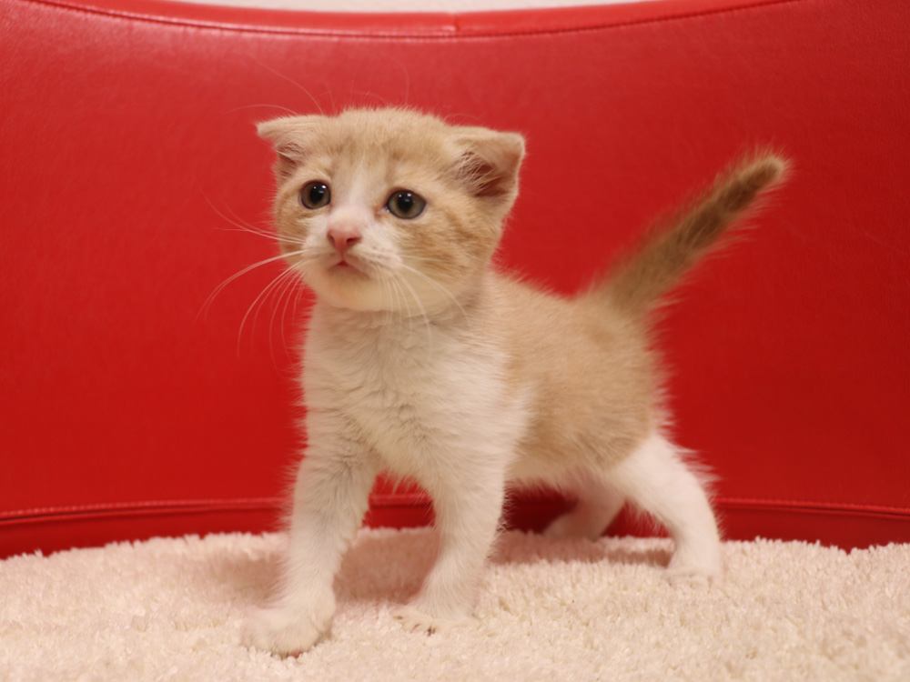 スコティッシュフォールドの子猫画像