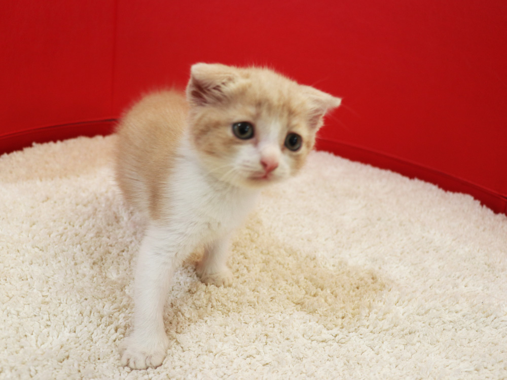スコティッシュフォールドの子猫画像