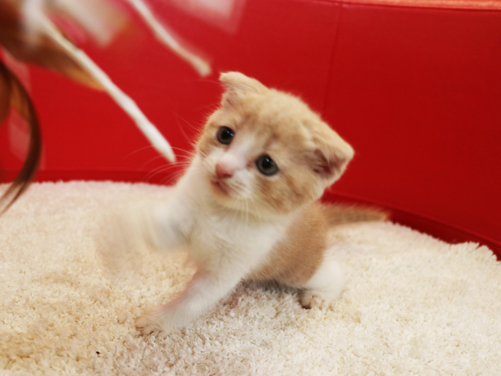スコティッシュフォールドの子猫画像