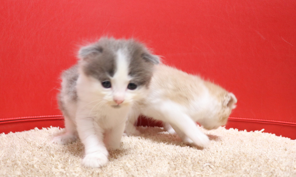スコティッシュフォールドの子猫画像
