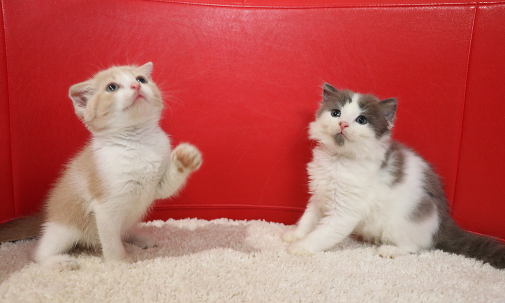 スコティッシュフォールドの子猫画像