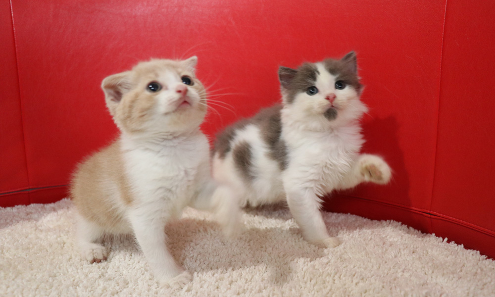 スコティッシュフォールドの子猫画像