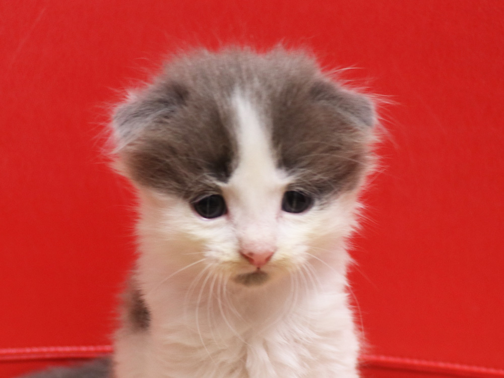 スコティッシュフォールドの子猫画像