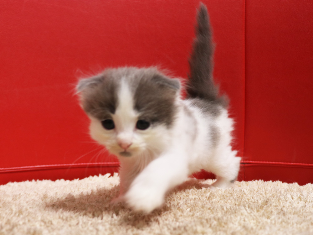 スコティッシュフォールドの子猫画像