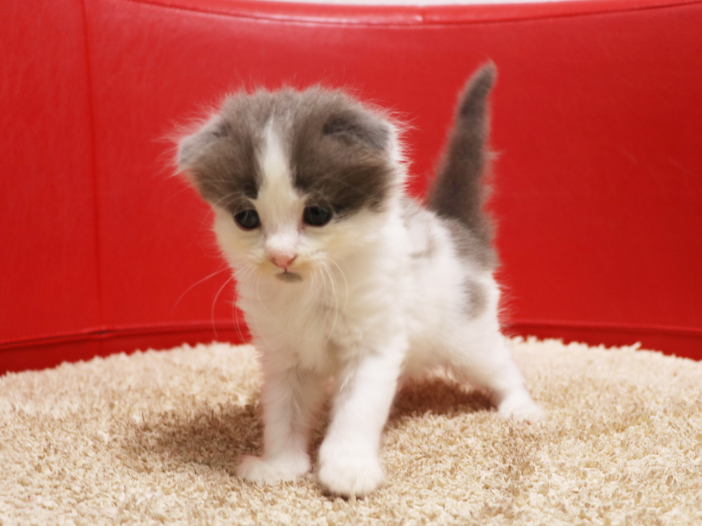 スコティッシュフォールドの子猫画像
