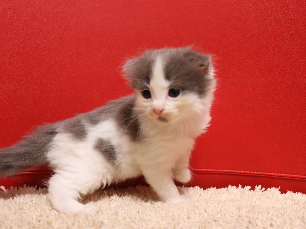 スコティッシュフォールドの子猫画像