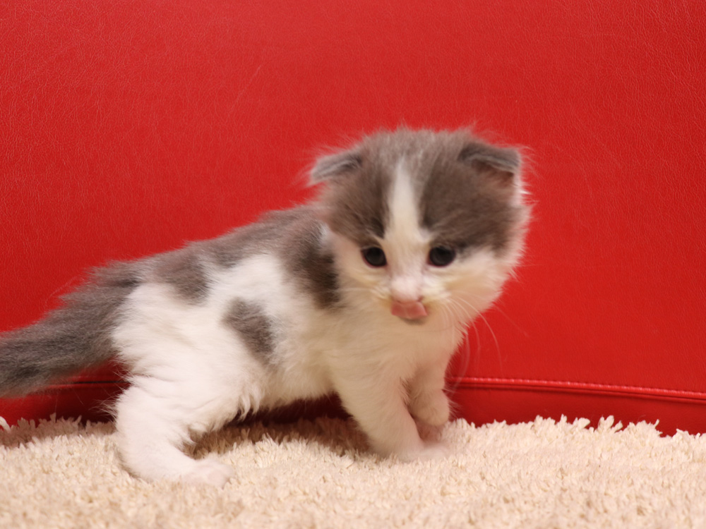 スコティッシュフォールドの子猫画像