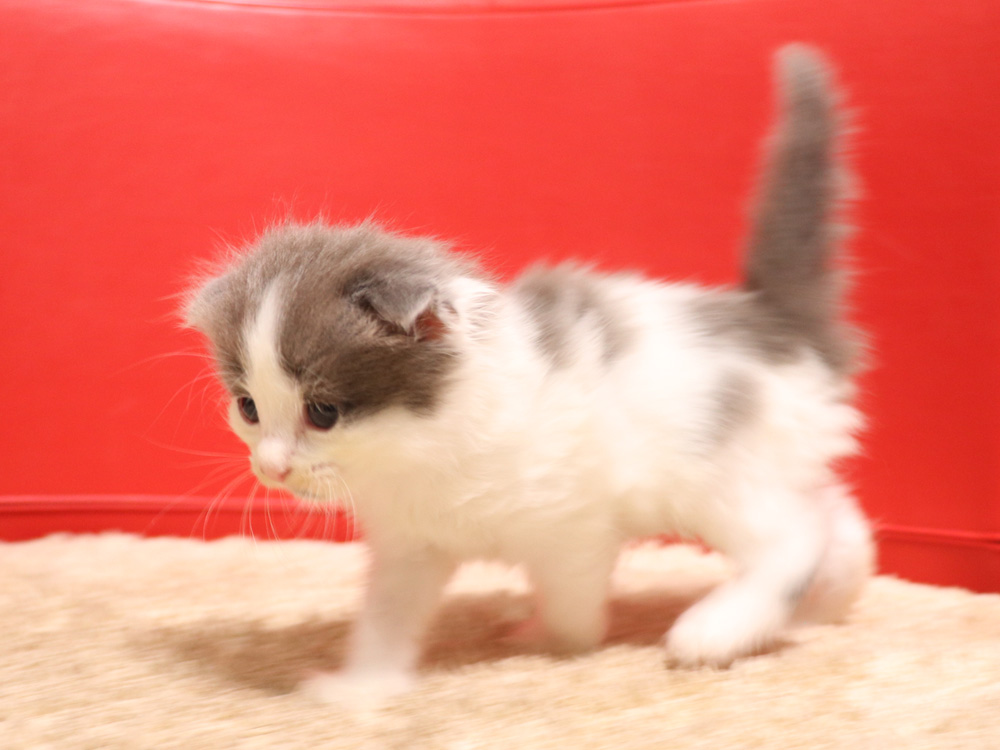 スコティッシュフォールドの子猫画像
