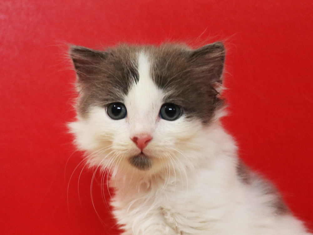 スコティッシュフォールドの子猫画像