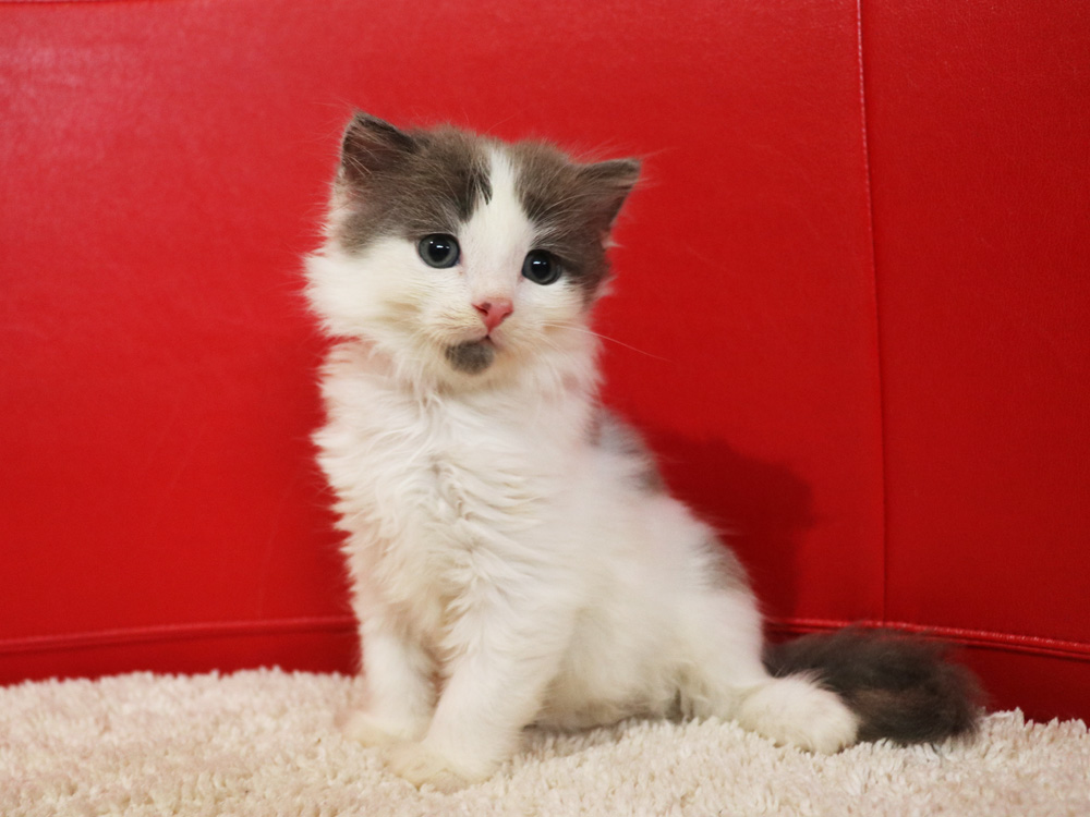 スコティッシュフォールドの子猫画像