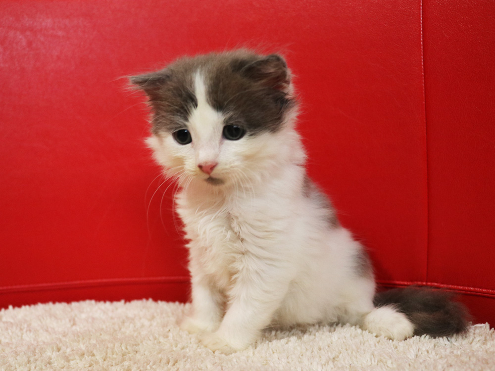 スコティッシュフォールドの子猫画像