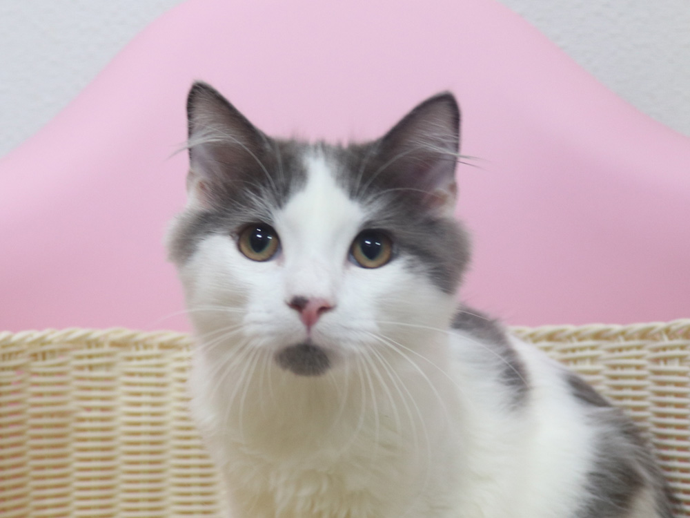 スコティッシュフォールドの子猫画像