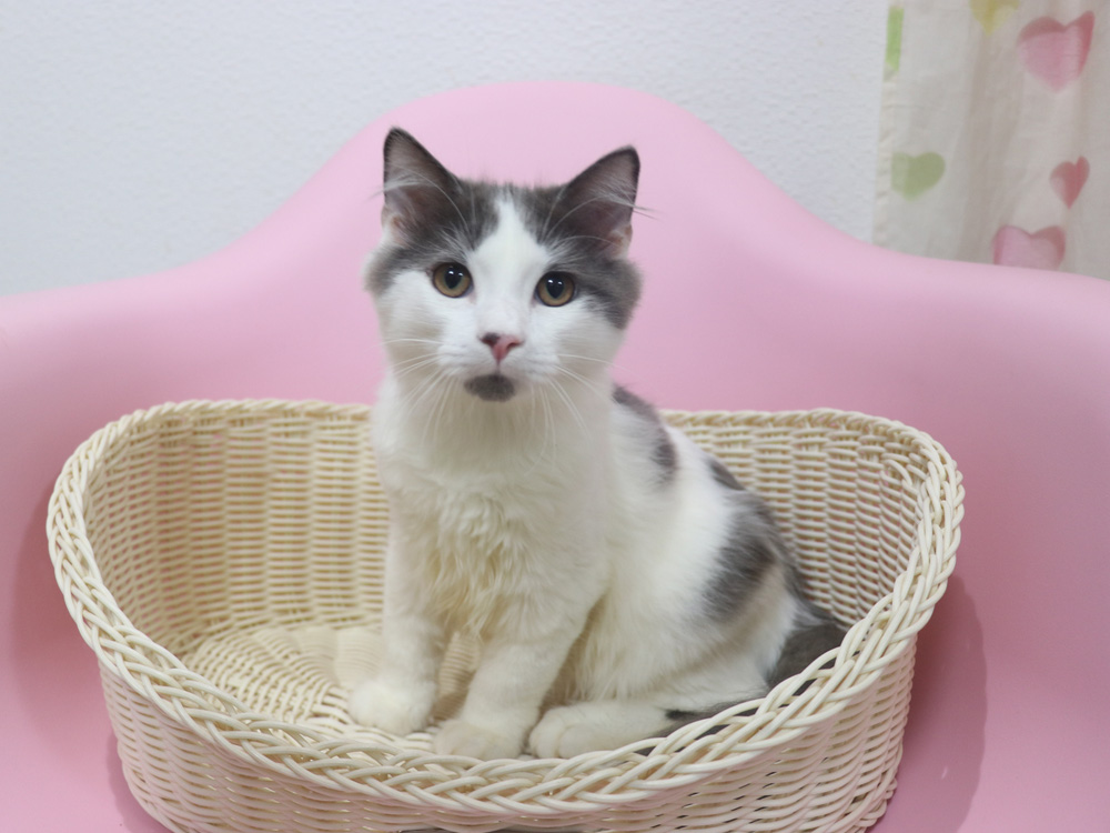 スコティッシュフォールドの子猫画像