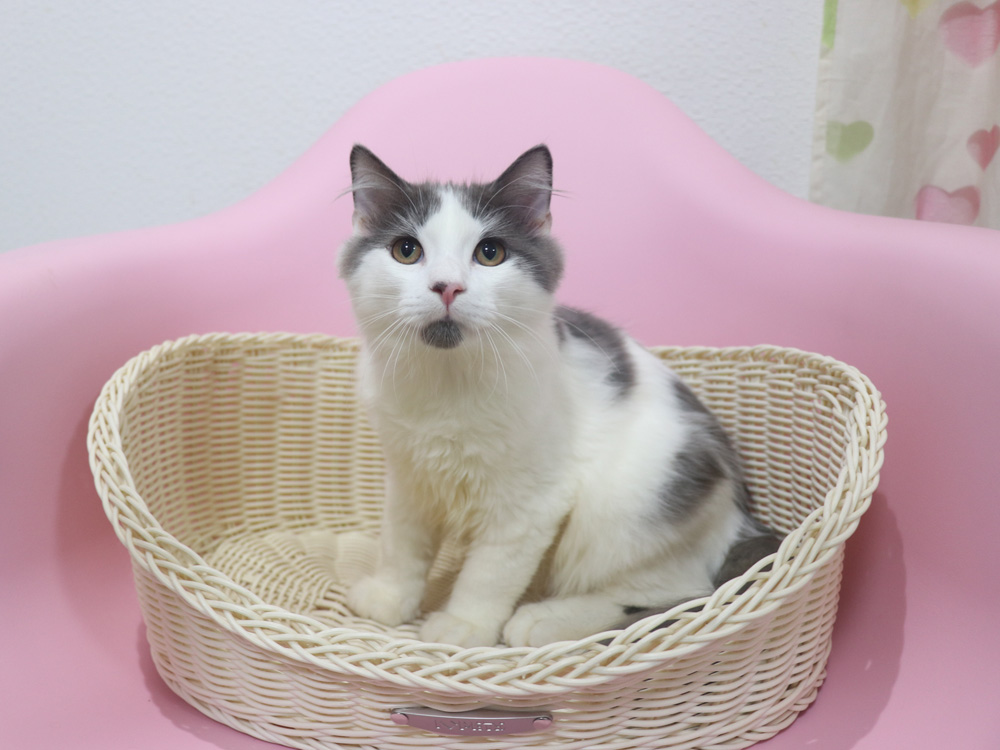 スコティッシュフォールドの子猫画像