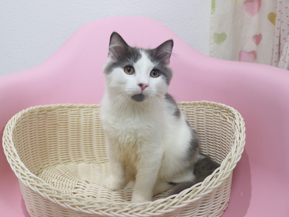 スコティッシュフォールドの子猫画像